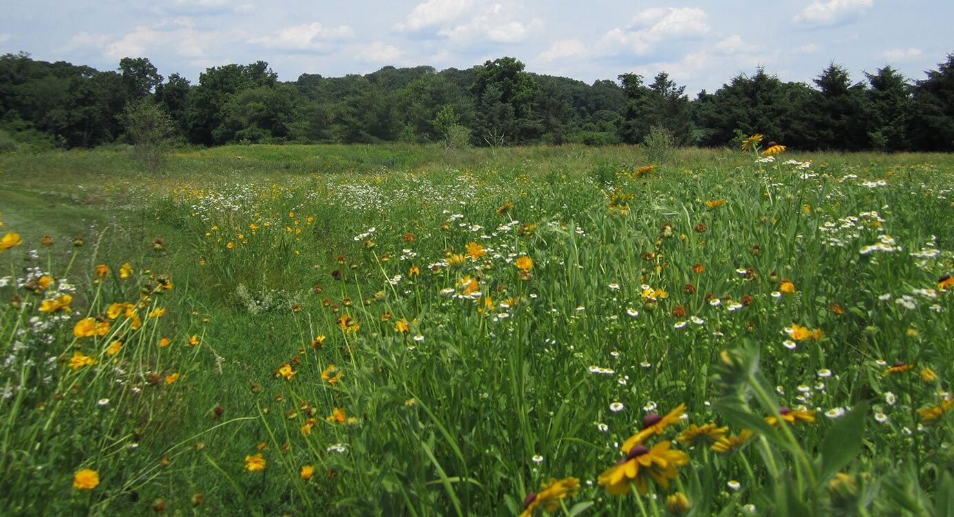 Landscape Architects Chester County