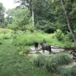 Gladwyne